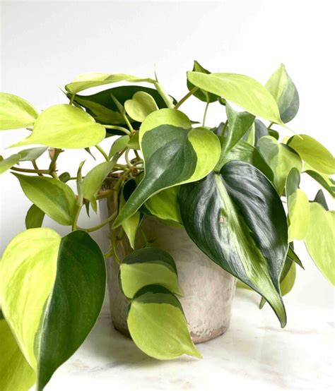 philodendron brasil indoor care